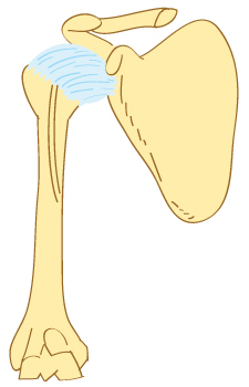 What Makes the Shouler Joint Complex